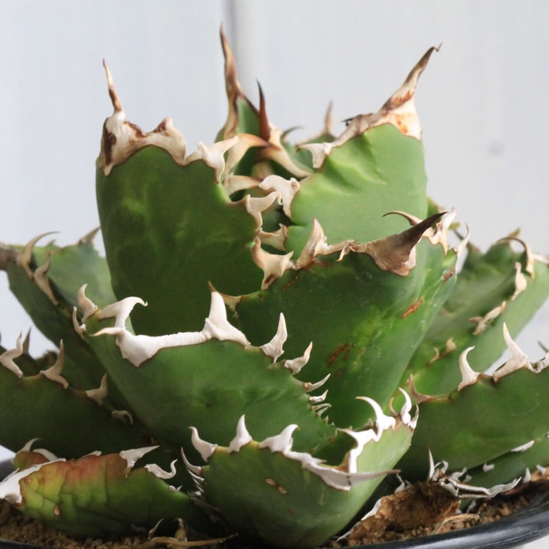 アガベ チタノタ(強刺） | hanayoshi-botanical