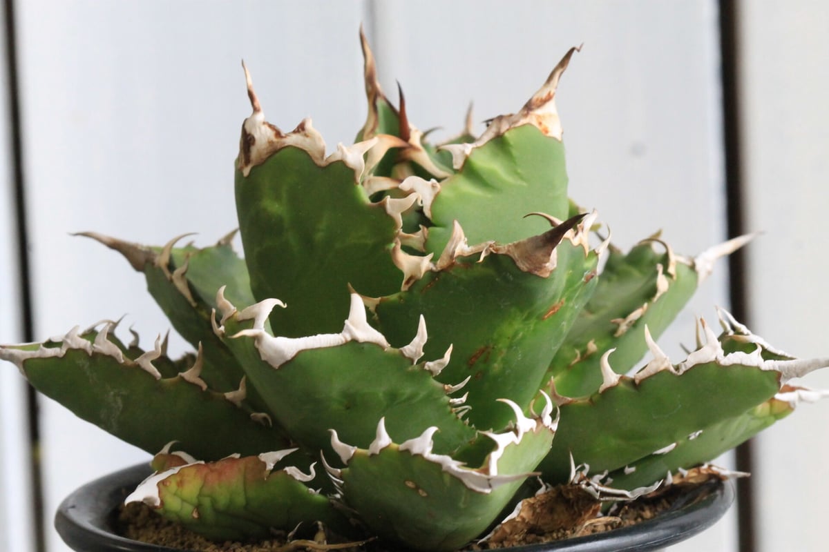 カルフォルニア 輸入 強針 チタノタ