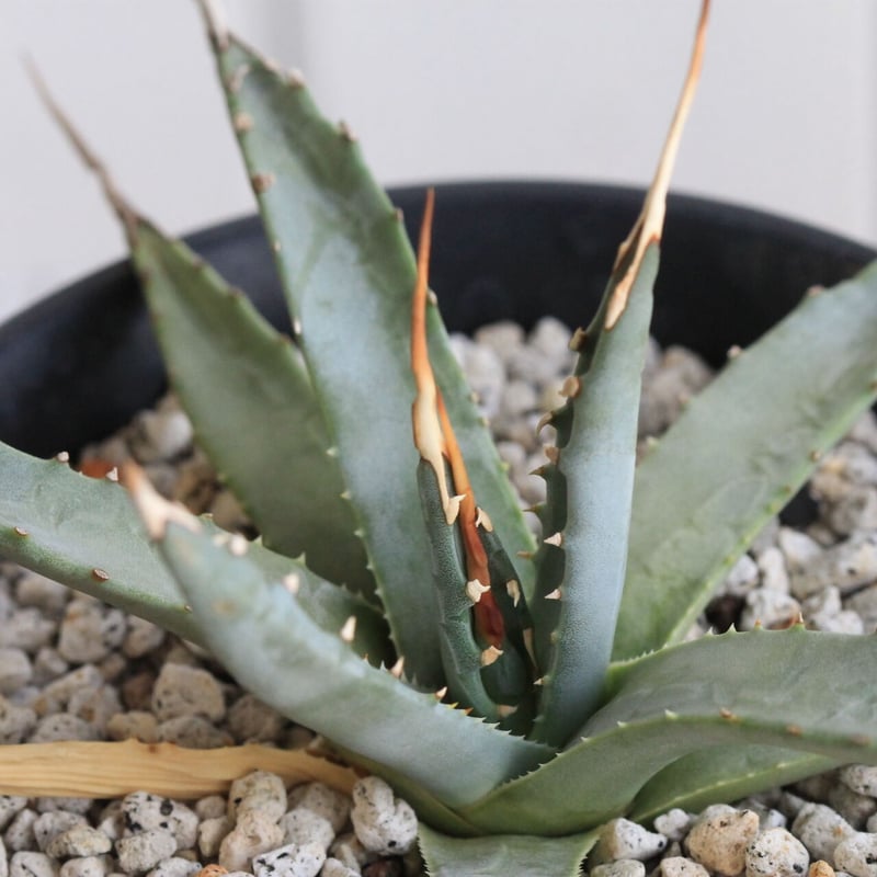 アガベ ユタエンシス エボリスピナ 実生 | hanayoshi-botanical