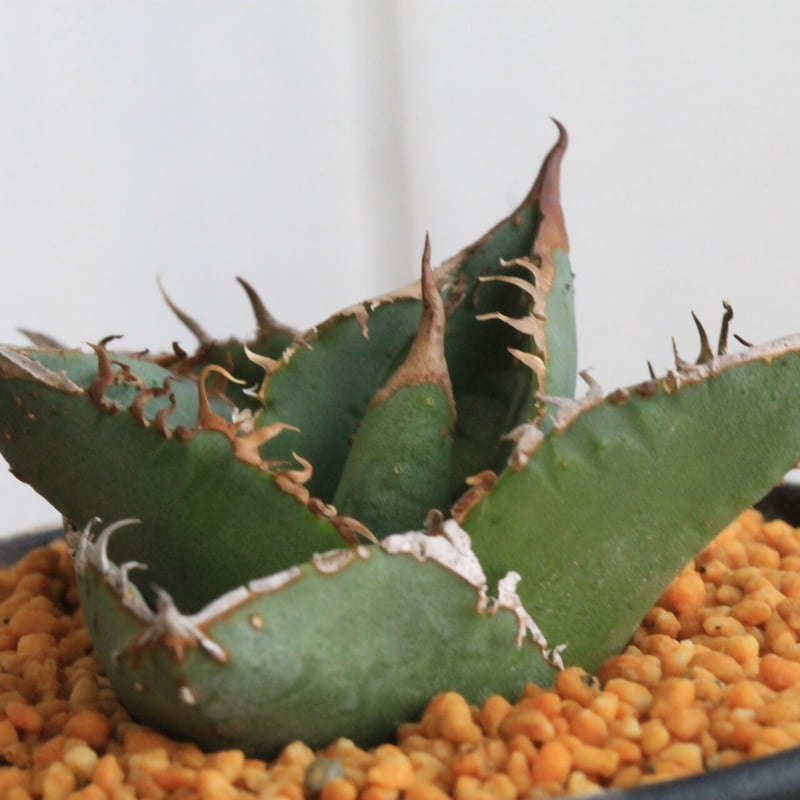 アガベ スタッズタイプ　親株出品 アガベ チタノタ スタッズタイプ | hanayoshi-botanical