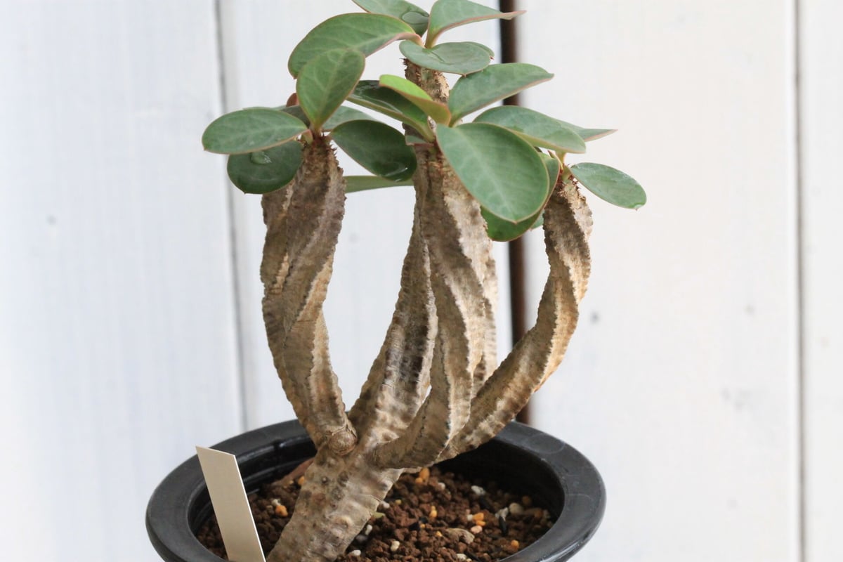 ユーフォルビア オーレビリデフローラ | hanayoshi-botanical