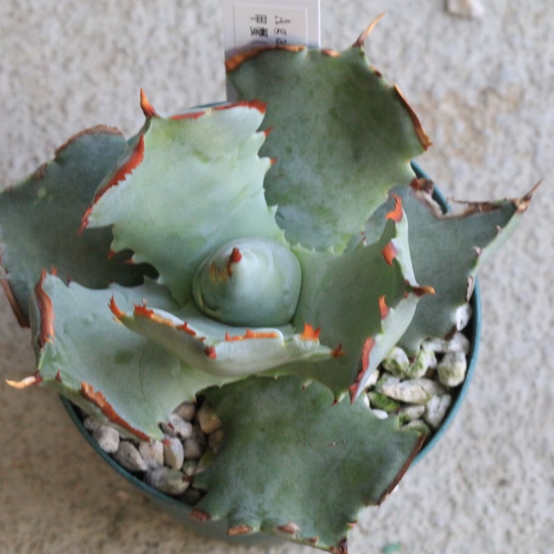 アガベ イシスメンシス 甲蟹【特選連刺】（カブトガニ