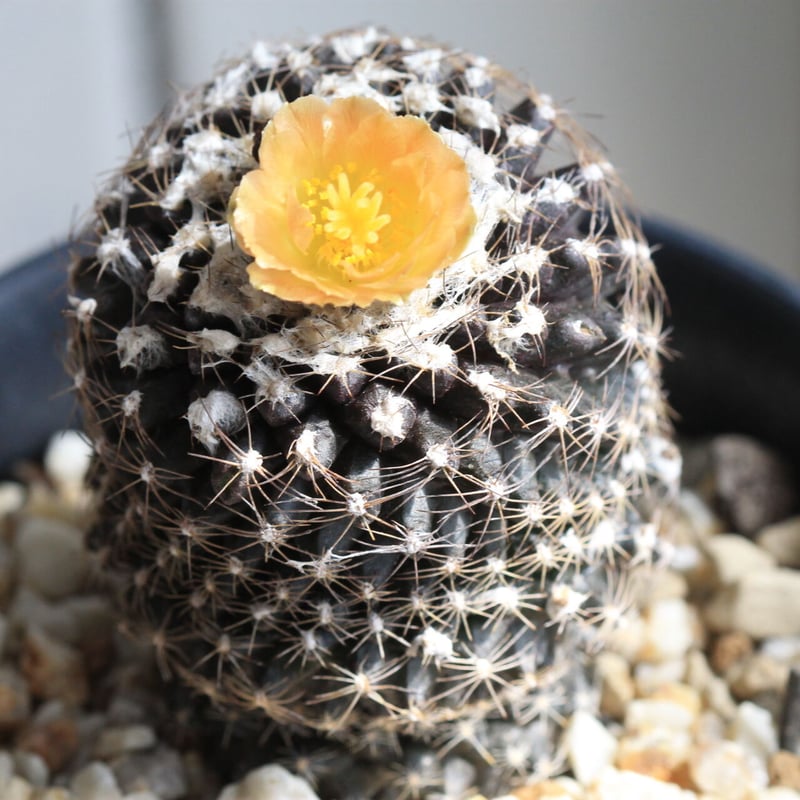 コピアポア テヌイシマ | hanayoshi-botanical