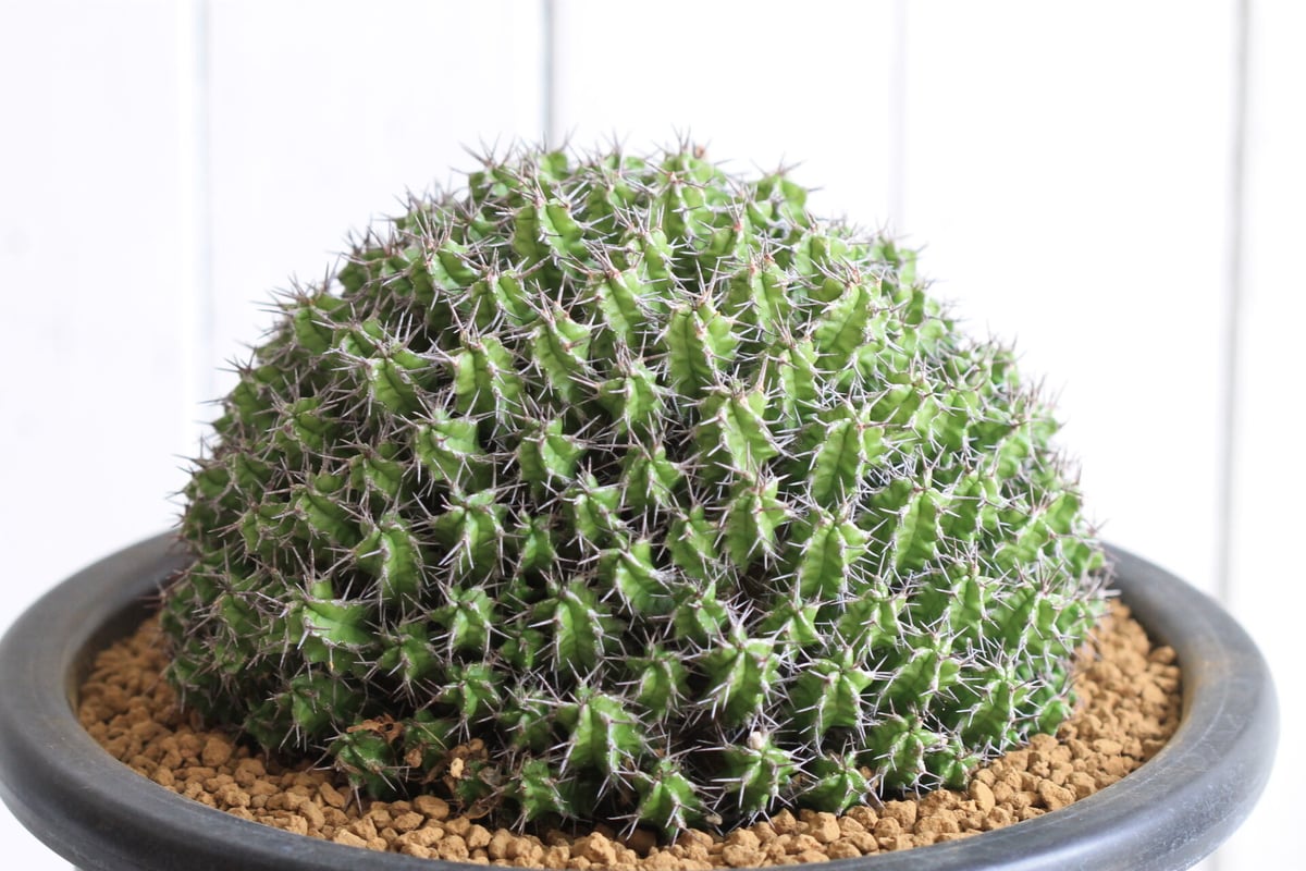 Euphorbia mitriformis【ユーフォルビア・ミトリフォルミス