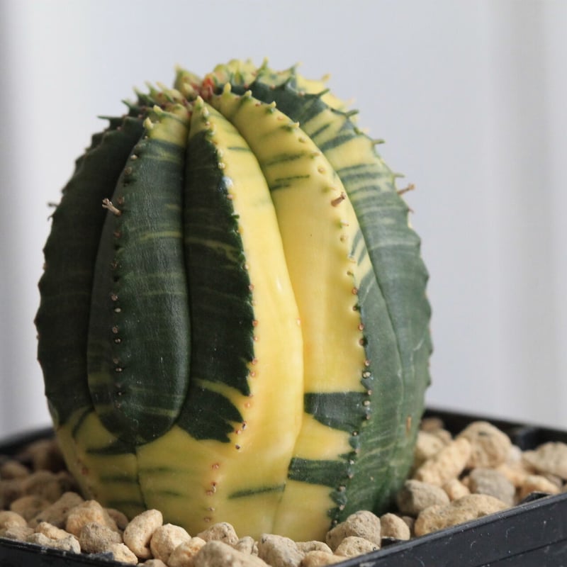 ユーフォルビア 魔紅キリン錦 | hanayoshi-botanical