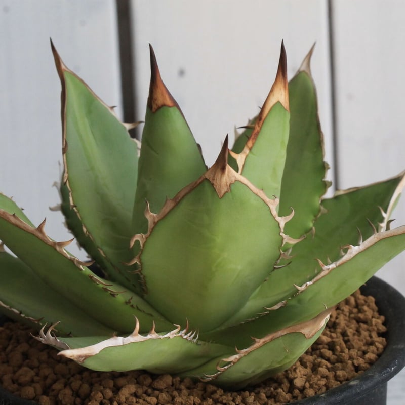 アガベ剣竜2頭ハビタットスタイル アガベ剣竜2頭ハビタットスタイル 2025年最新】剣竜 アガベの人気