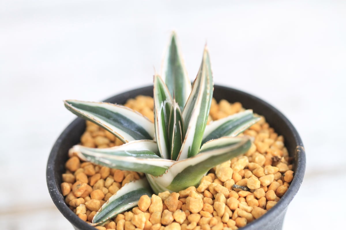 アガベ 氷山 | hanayoshi-botanical