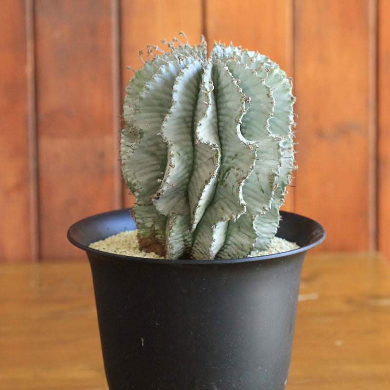 Euphorbia horrida アルバ | hanayoshi-botanical Euphorbia horrida アルバ | hanayoshi-botanical