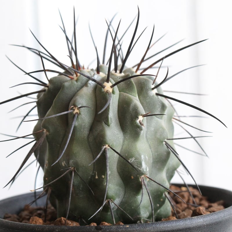 コピアポア ディアルバータ | hanayoshi-botanical