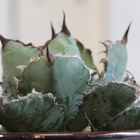 Agave チタノタ ブラック＆ブルー