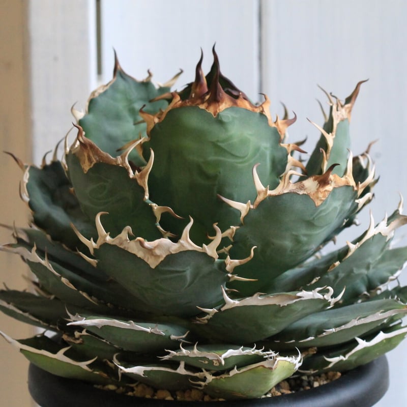 アガベ チタノタ NF | hanayoshi-botanical