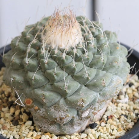 ストロンボカクタス　菊水