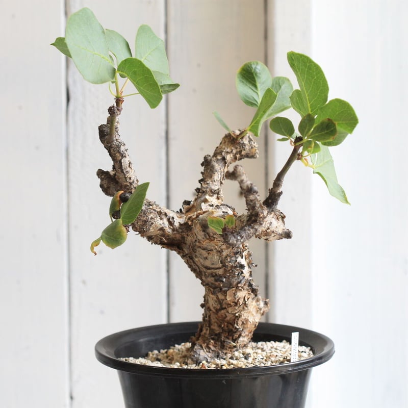 コミフォラ グイドッティ | hanayoshi-botanical