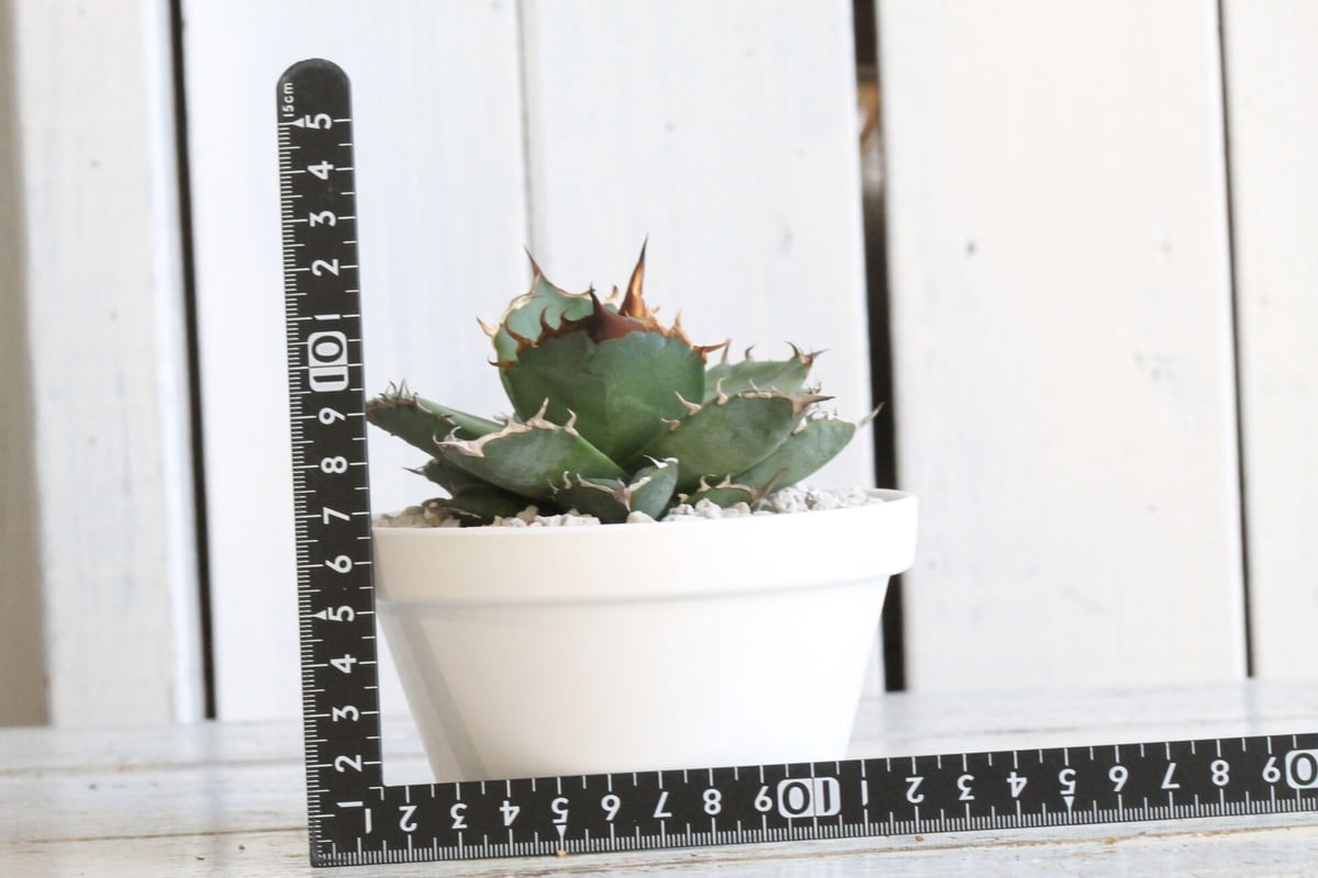 アガベ チタノタ 側無刺01 | hanayoshi-botanical