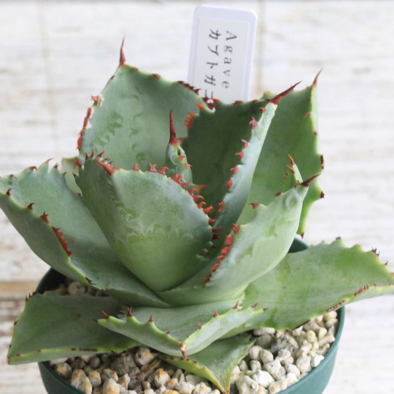 アガベ カブトガニ・オリジナル② | hanayoshi-botanical