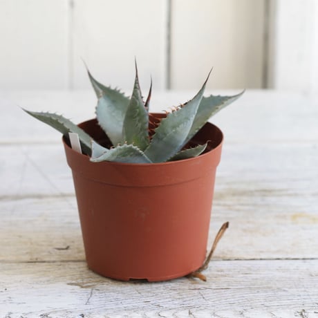 Agave パラサナ