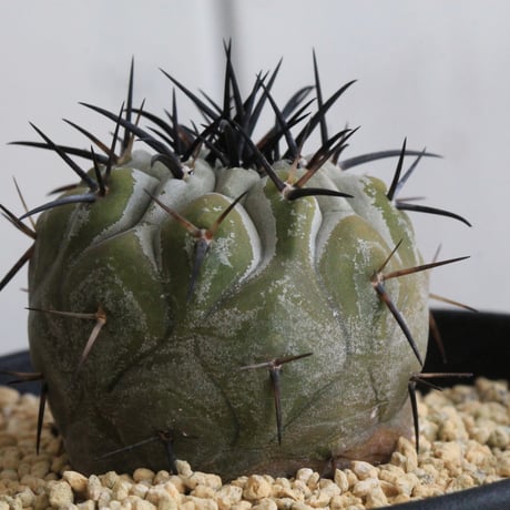 コピアポア　シネレア　黒王丸　実生③