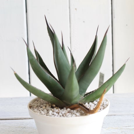 Agave　シャークスキン