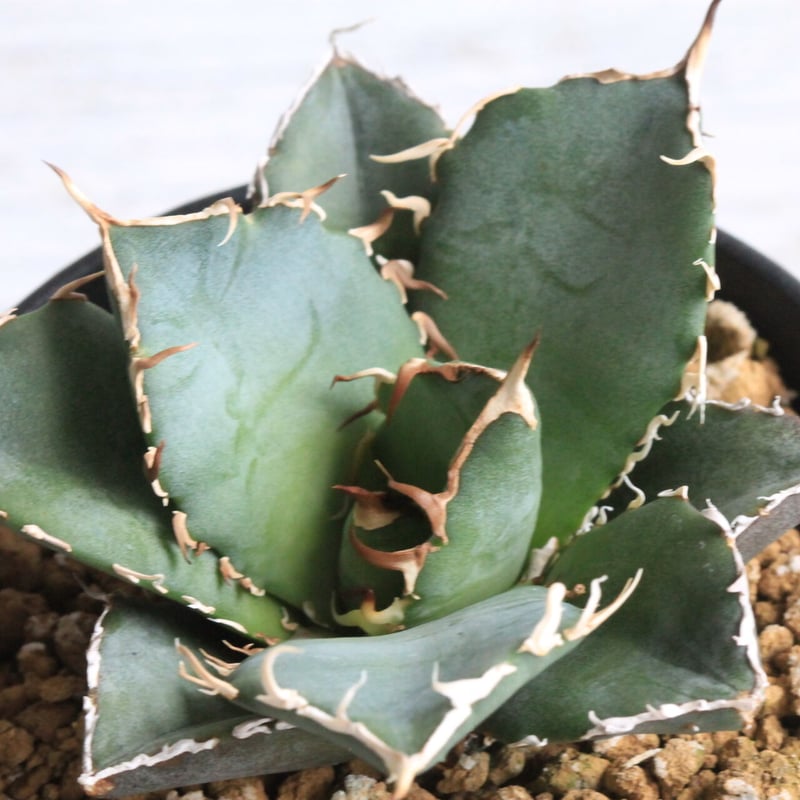 アガベ　白鯨　スーパー白鯨 アガベ チタノタ スーパー白鯨 | hanayoshi-botanical