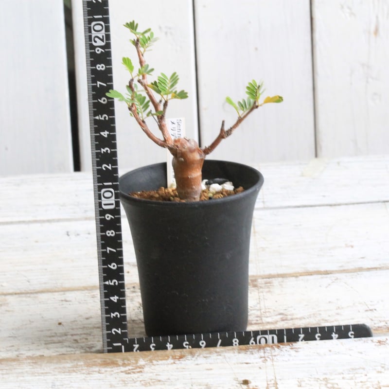 センナ メリディオナリス 実生 | hanayoshi-botanical