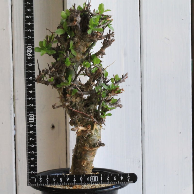 コミフォラ　ミルラ コミフォラ ミルラ | hanayoshi-botanical