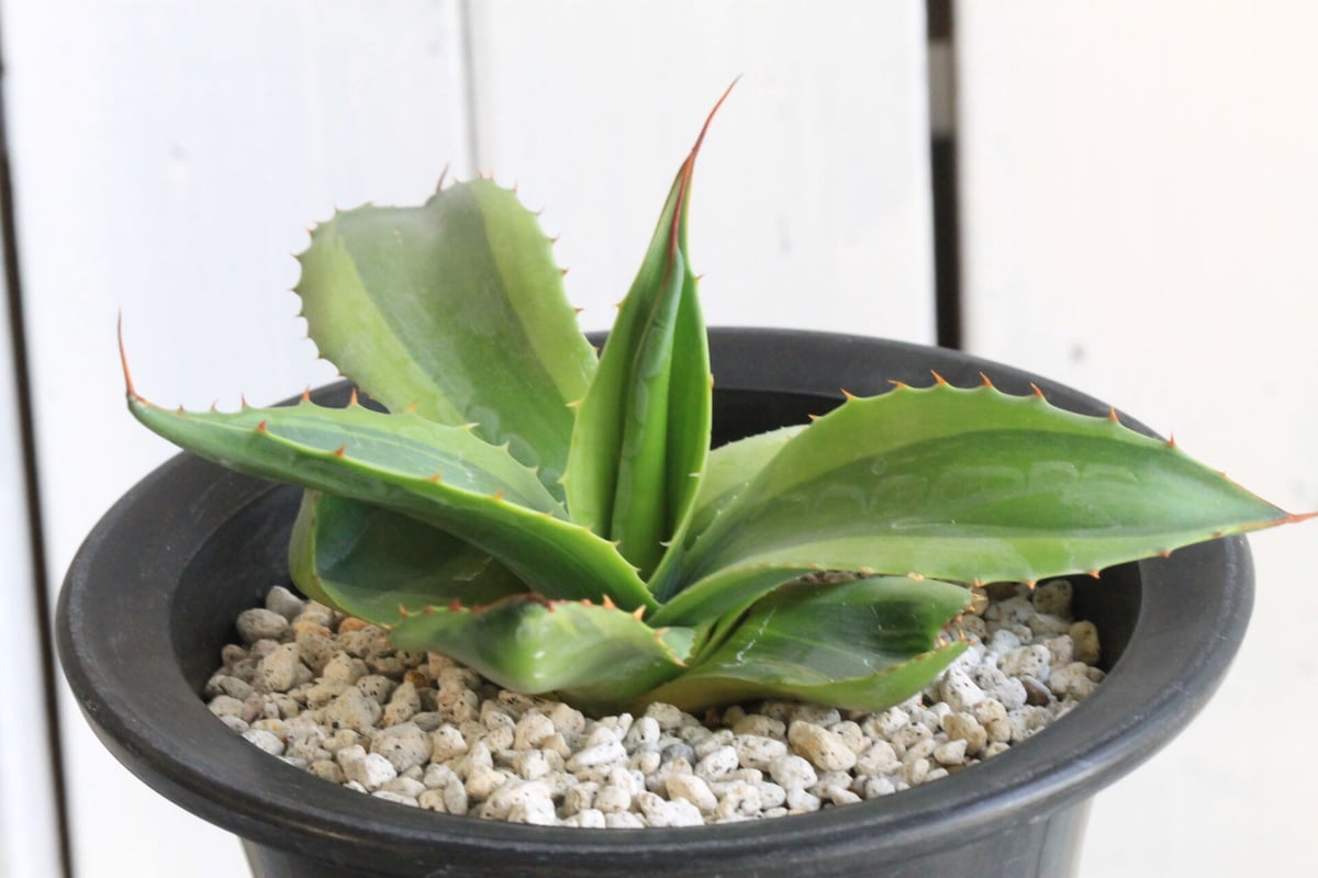 アガベ オバティフォリア キラー | hanayoshi-botanical