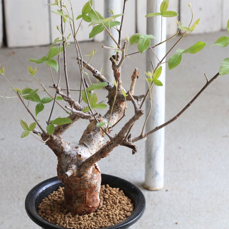 コミフォラ オルビクラリス | hanayoshi-botanical