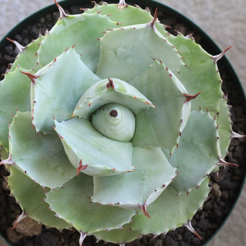 アガベ イシスメンシス バルーン雷神 | hanayoshi-botanical