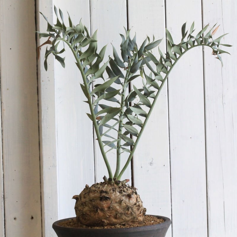 D68Encephalartos horridusエンセファラルトスホリダス1粒 エンセファラルトス・ホリダス 03 Encephalartos horridus | Sun