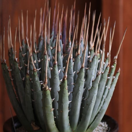 Agave　ユタエンシス　エボリスピナ