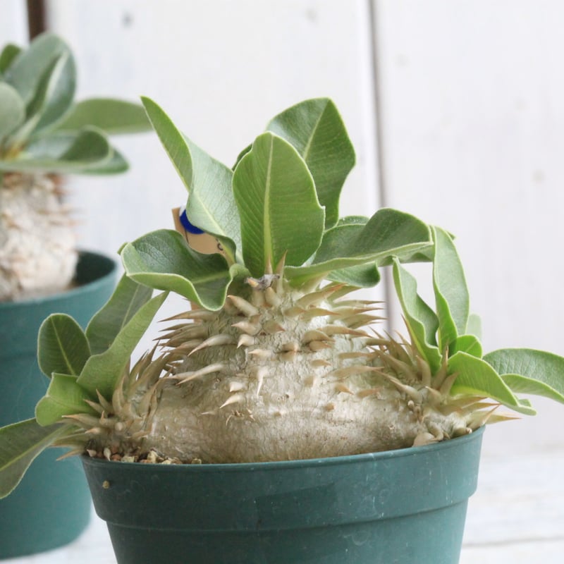 パキポディウム レウコキサンツム 実生 | hanayoshi-botanical