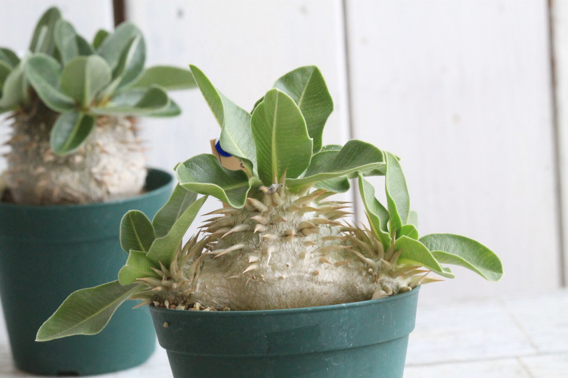 Succulent field　パキポディウム　レウコキサンツム2株セット パキポディウム レウコキサンツム 実生 | hanayoshi-botanical