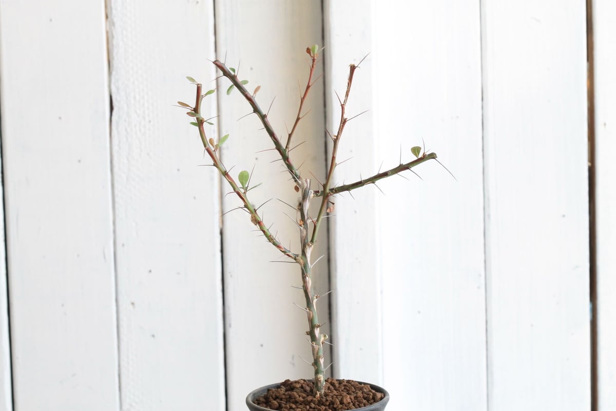 フォークイエリア ファシクラータ | hanayoshi-botanical