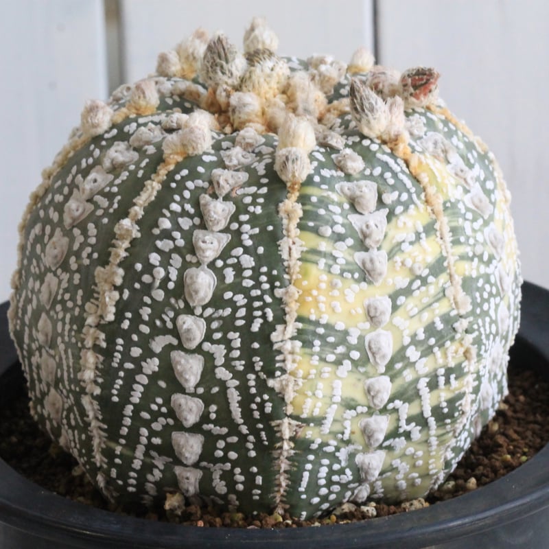 むむむ 楽天市場】ゼクシィミックス メンズ カーゴパンツ ジョガー