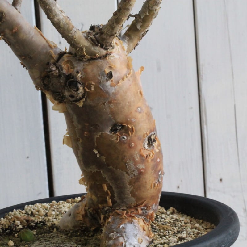 ブルセラ ファガロイデス | hanayoshi-botanical