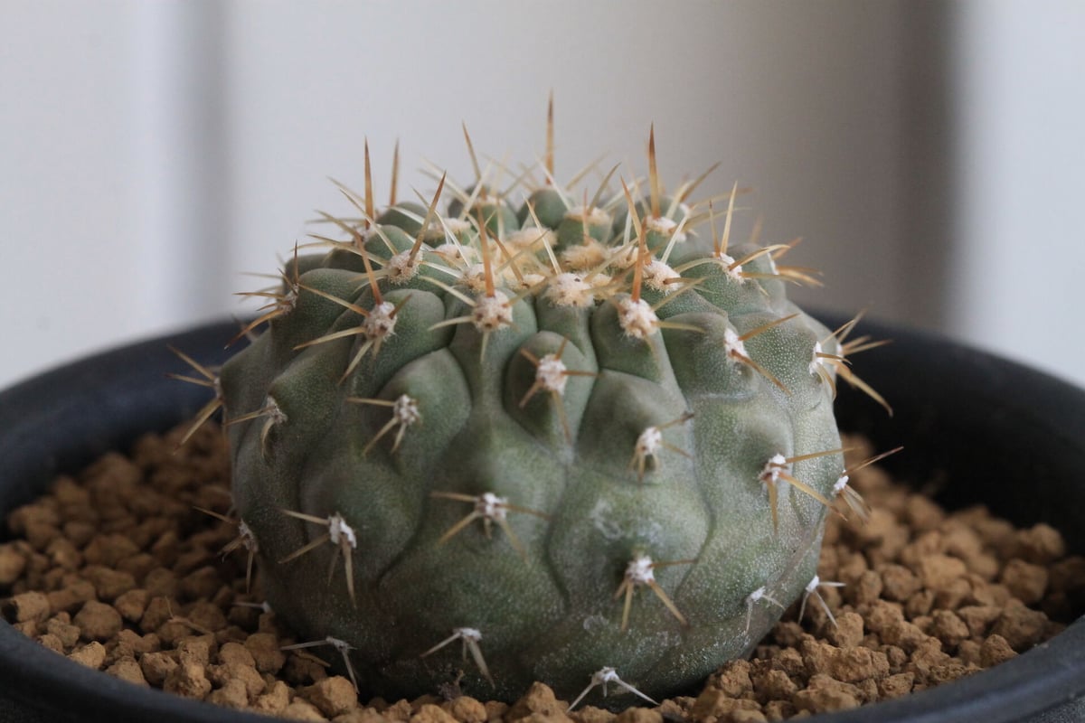 コピアポアコルムナアルバ自根孤竜丸 良型美形青坊主鉢付き著名配送