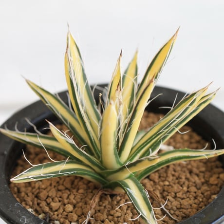 Agave 姫乱雪黄中斑