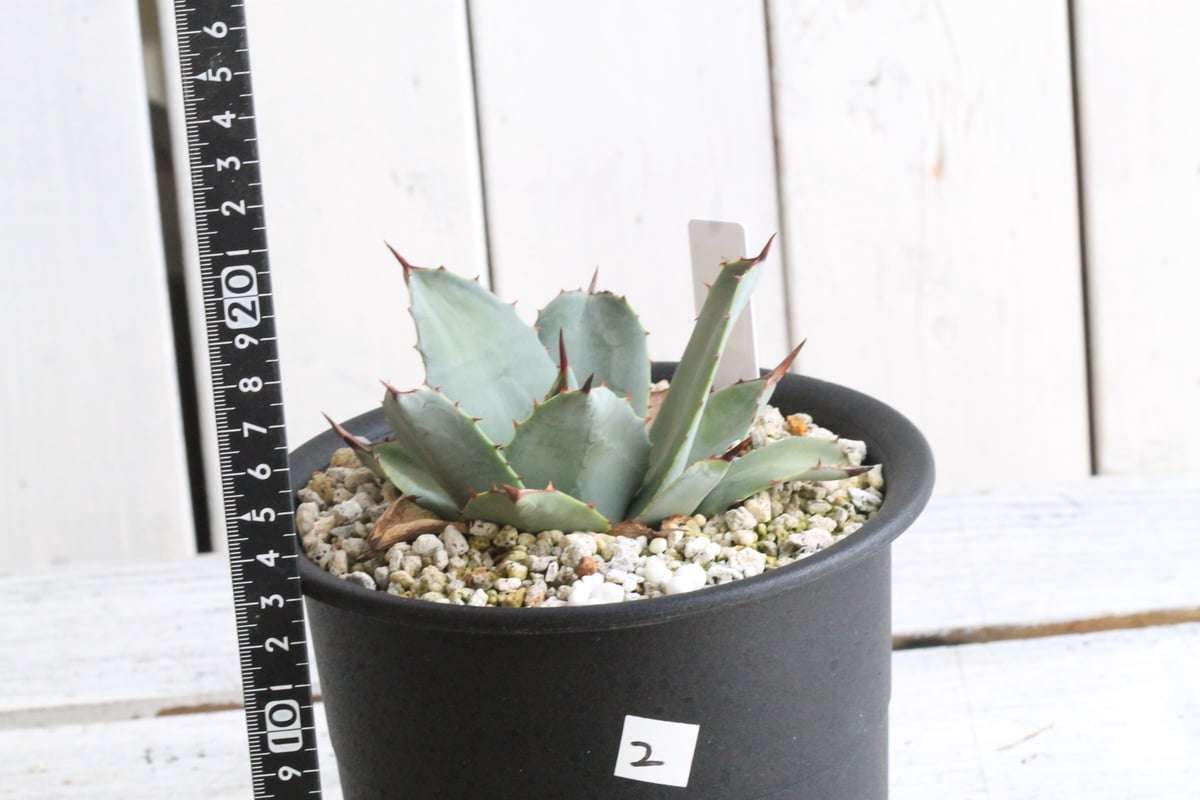 アガベ パリー 吉祥天② | hanayoshi-botanical