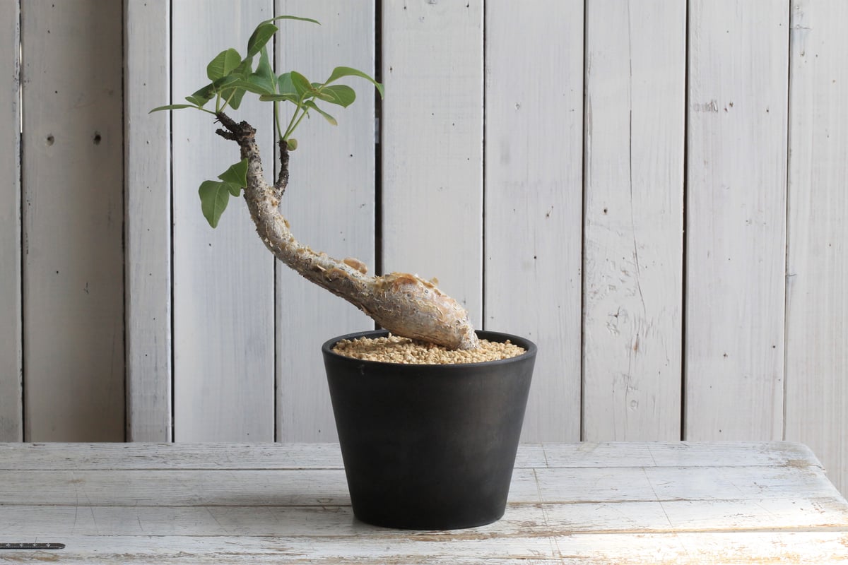 早い者勝ち！　コミフォラ　グイドッティー　大株 fit=scale-down,w=1200