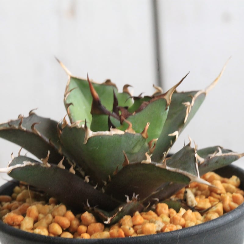 アガベ チタノタ ハデス③ | hanayoshi-botanical 