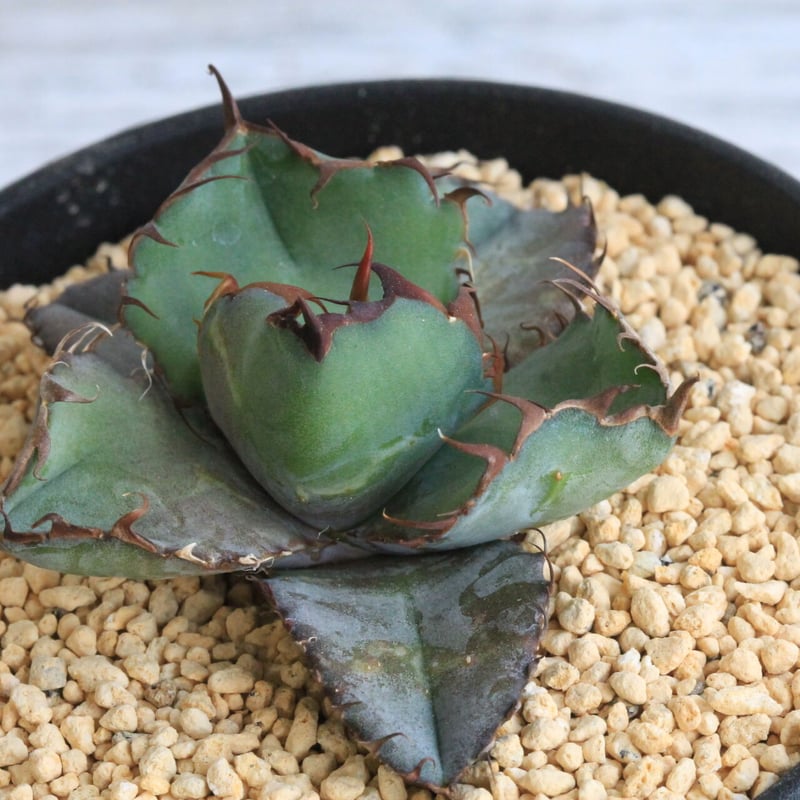 アガベ チタノタ ブラックアンドブルー 13センチ 【公式通販】