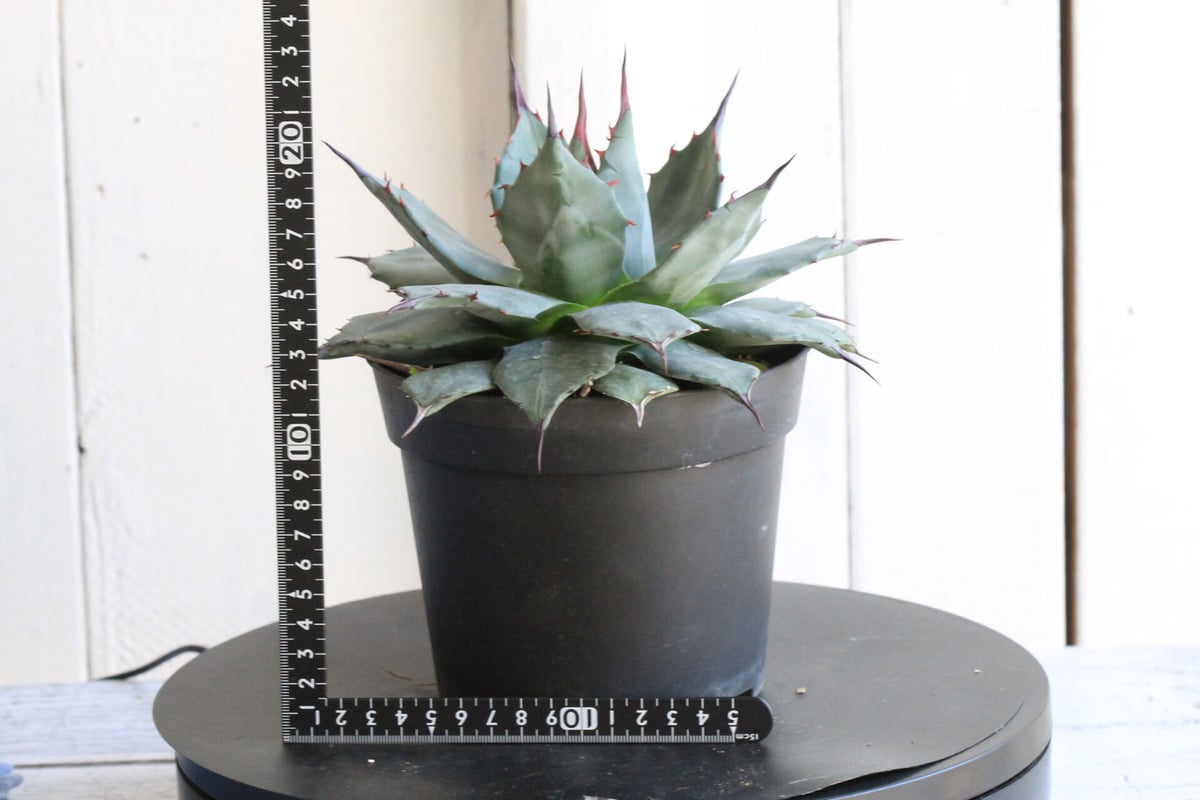 TM　王妃吉祥天　メリコ　青メリコ　特大株 アガベ☆王妃吉祥天 青メリコ☆多肉植物☆