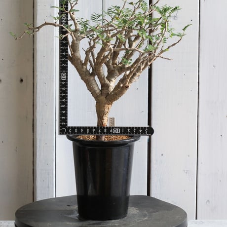 センナ　メディオナリス