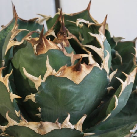Agave titanota Jupiter