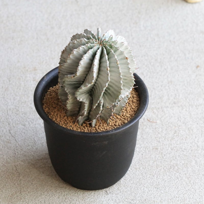 ユーフォルビア ホワイトストリアータ | hanayoshi-botanical