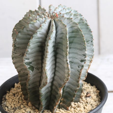 CATEGORY ユーフォルビア | hanayoshi-botanical CATEGORY ユーフォルビア | hanayoshi-botanical
