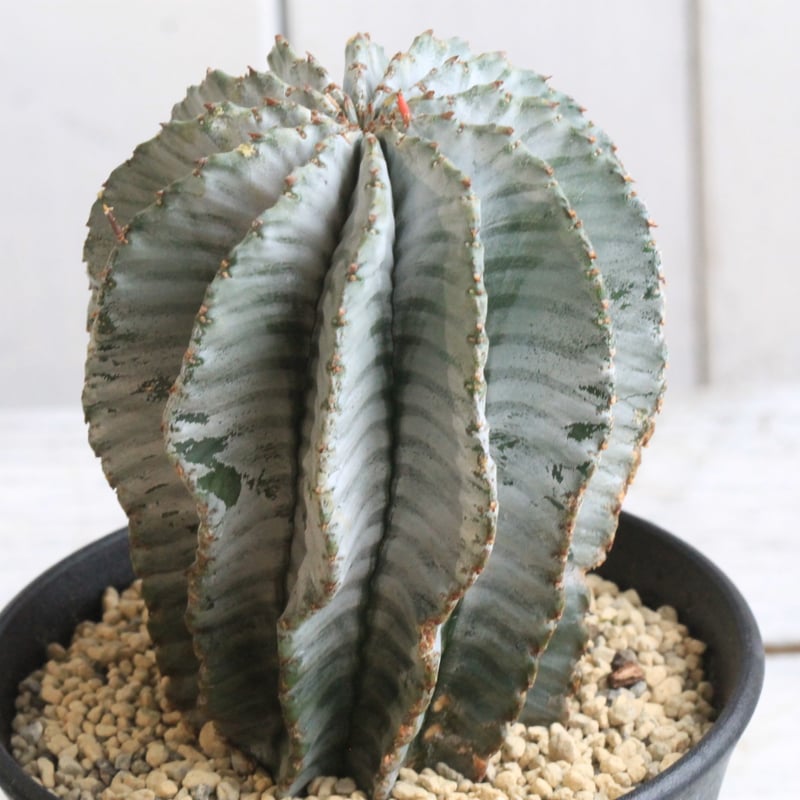 ユーフォルビア　ホリダ ホワイトゼブラ　ホワイトストリアータ　白衣　超極白　⑧ ユーフォルビアホリダ ホワイトゼブラホワイトストリアータ白衣超極白⑧