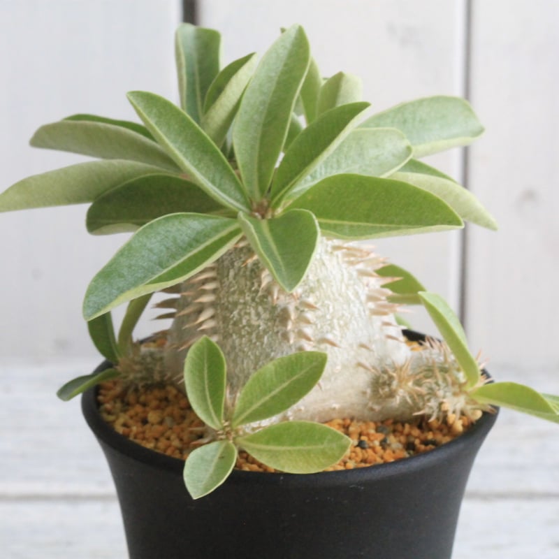 パキポディウム デンシカウレ 恵比寿大黒① | hanayoshi-botanical