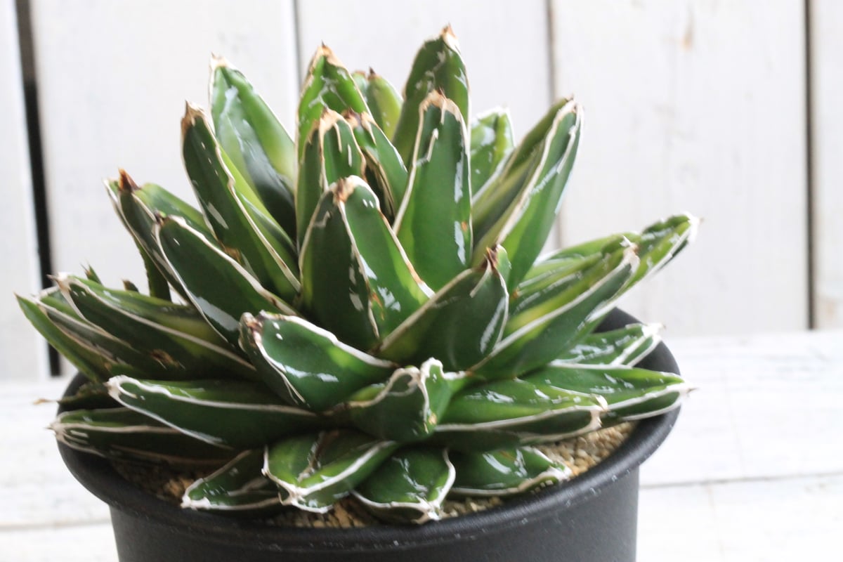 アガベ 笹の雪 輝山 fit=scale-down,w=1200