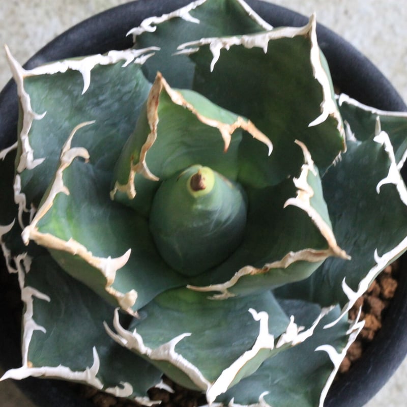 agave アガベ チタノタ ホワイトシャーク  鉢込み高さ18cm横14cm